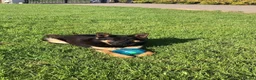 German Shepherd dogs for sale: Mrs Jas Padda  - Advert 13