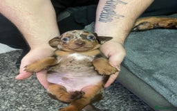 Dachshund dogs for sale: Beautiful Dachshund puppies - Image 3