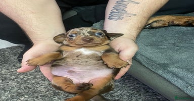 Dachshund dogs - Advert 9