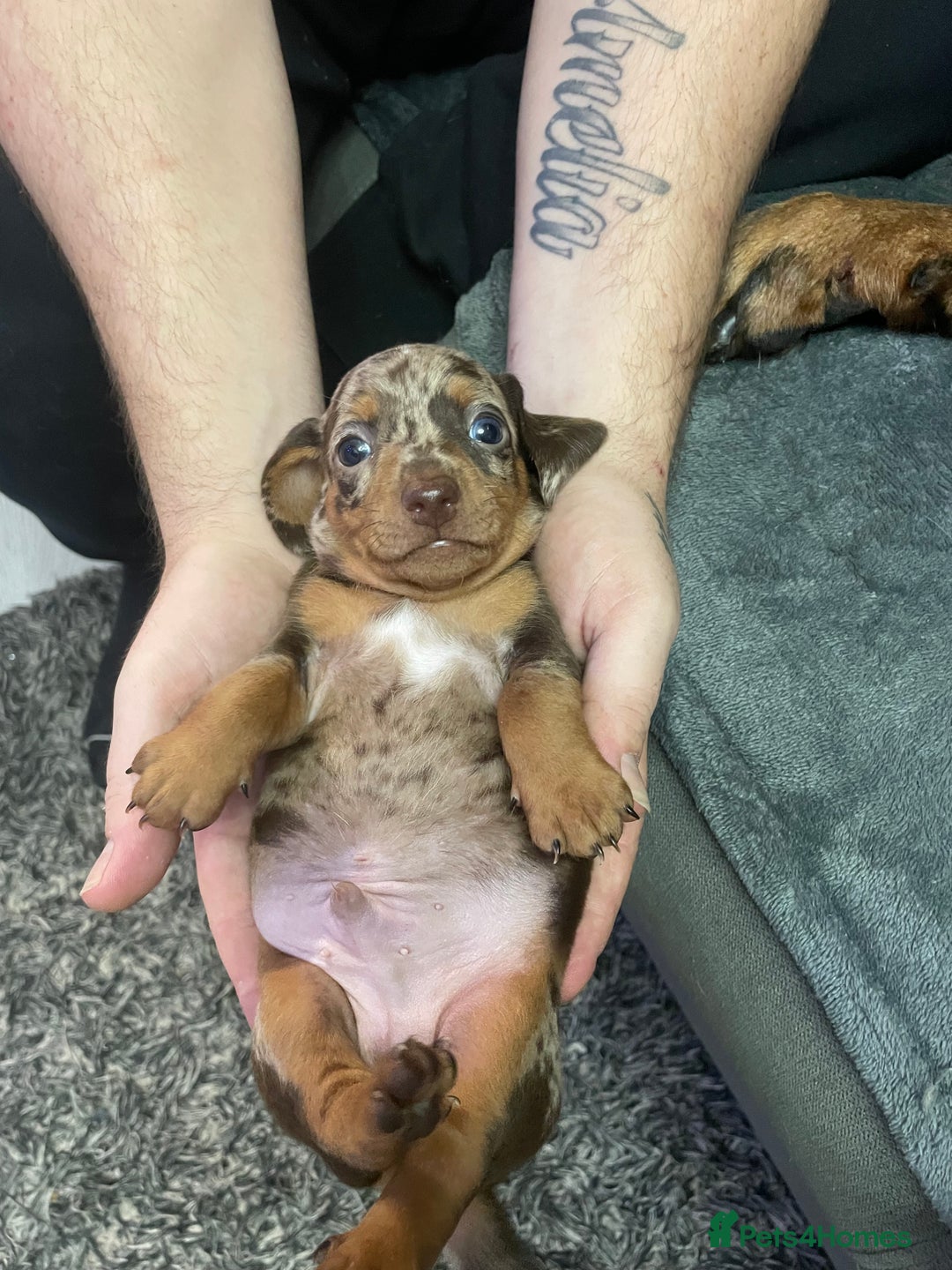 Dachshund dogs for sale: Beautiful Dachshund puppies - Image 3