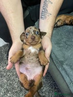 Dachshund dogs - Advert 5