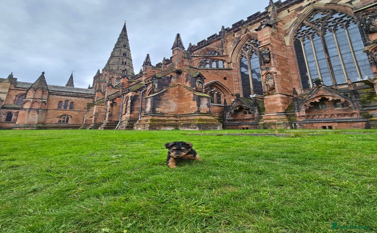 Welsh Terrier dogs Looking for the PERFECT home  - Advert 14