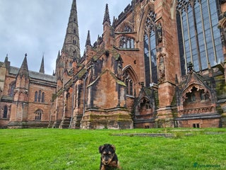 Welsh Terrier dogs for sale: Looking for the PERFECT home - Advert 1