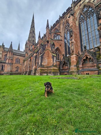 Welsh Terrier dogs Looking for the PERFECT home - Advert 1