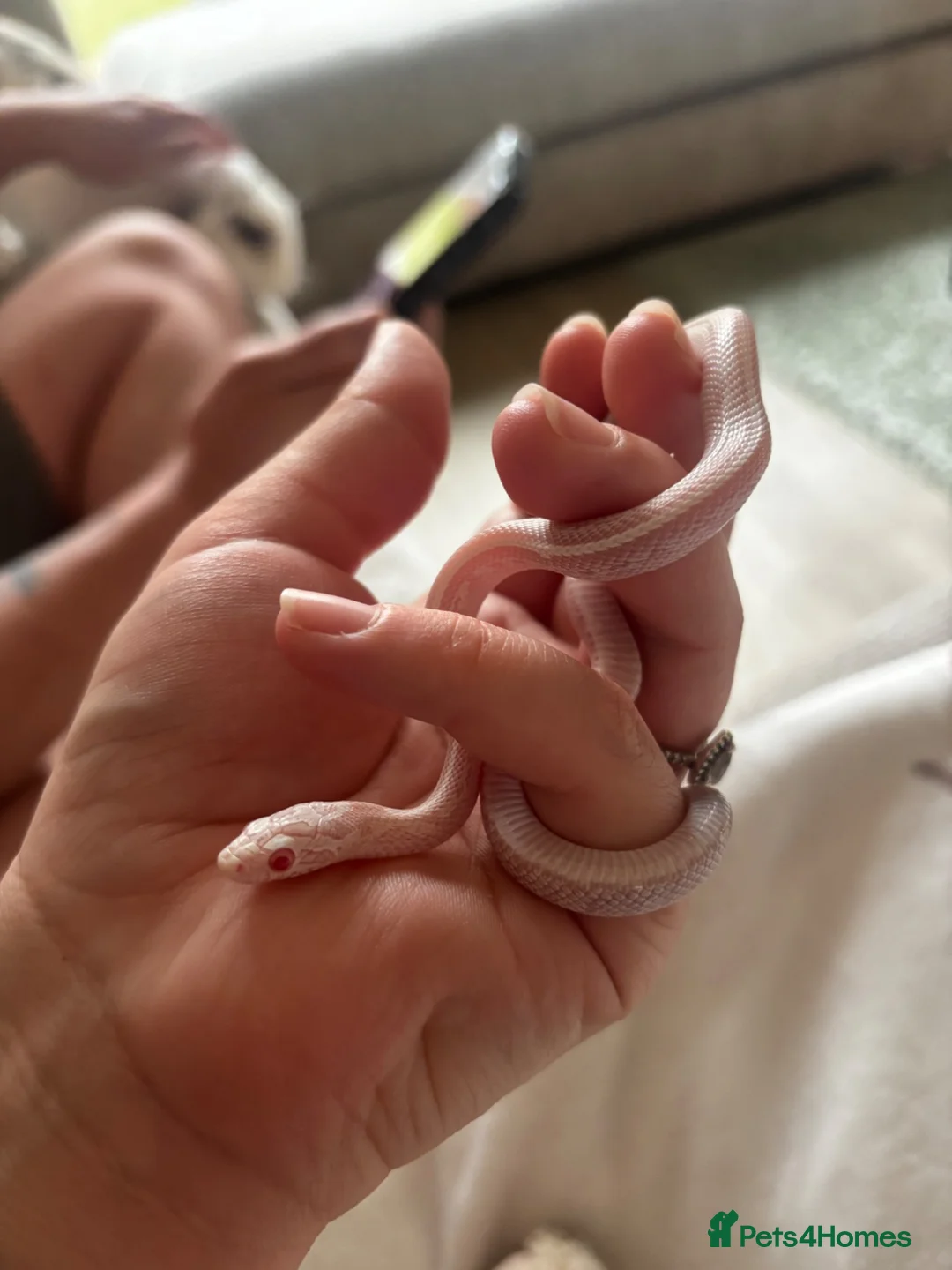 Corn Snake reptiles for sale: Male avalanche Tessera corn snake  in Milton Keynes - Advert 3