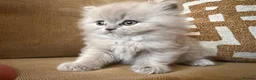 British Shorthair cats for sale: Best Quality Clasic BSH LILAC KITTENS - Advert 6