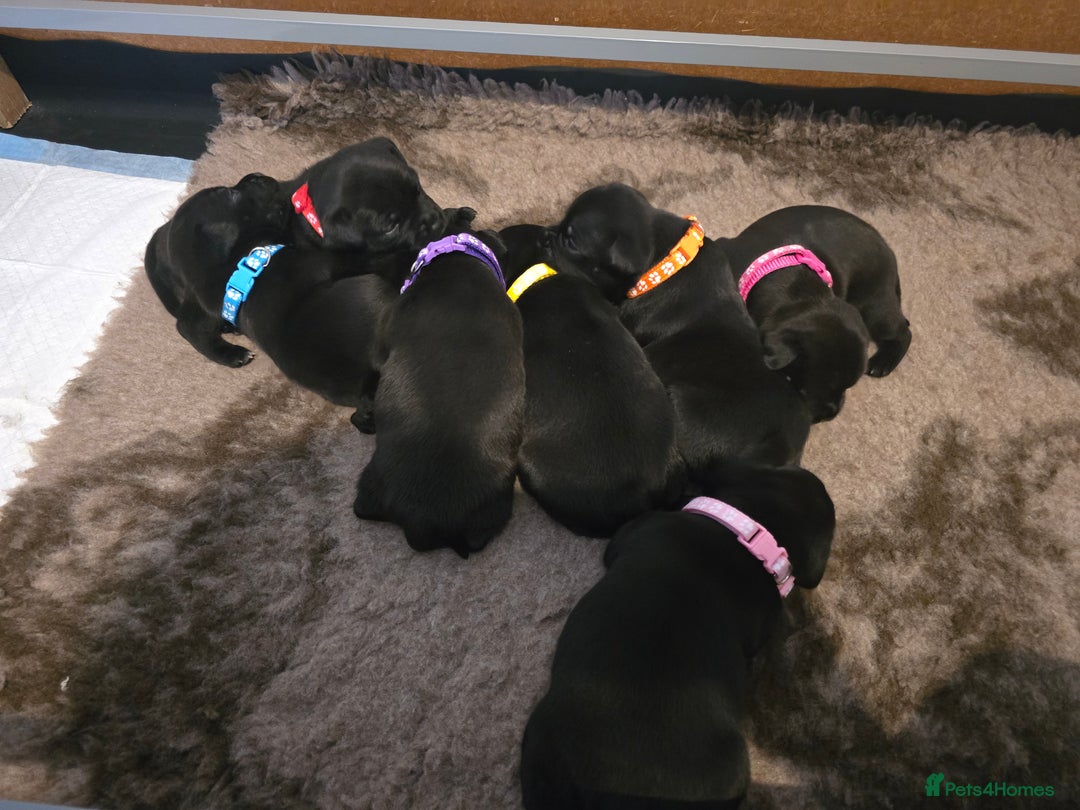 Staffordshire Bull Terrier dogs for sale: Kc registered Staffordshire bullterrier  - Advert 12