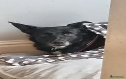 Mixed Breed dogs for adoption: ❤️Carmen — 3,5-4 years old small-to-medium girl❤️ - Advert 6