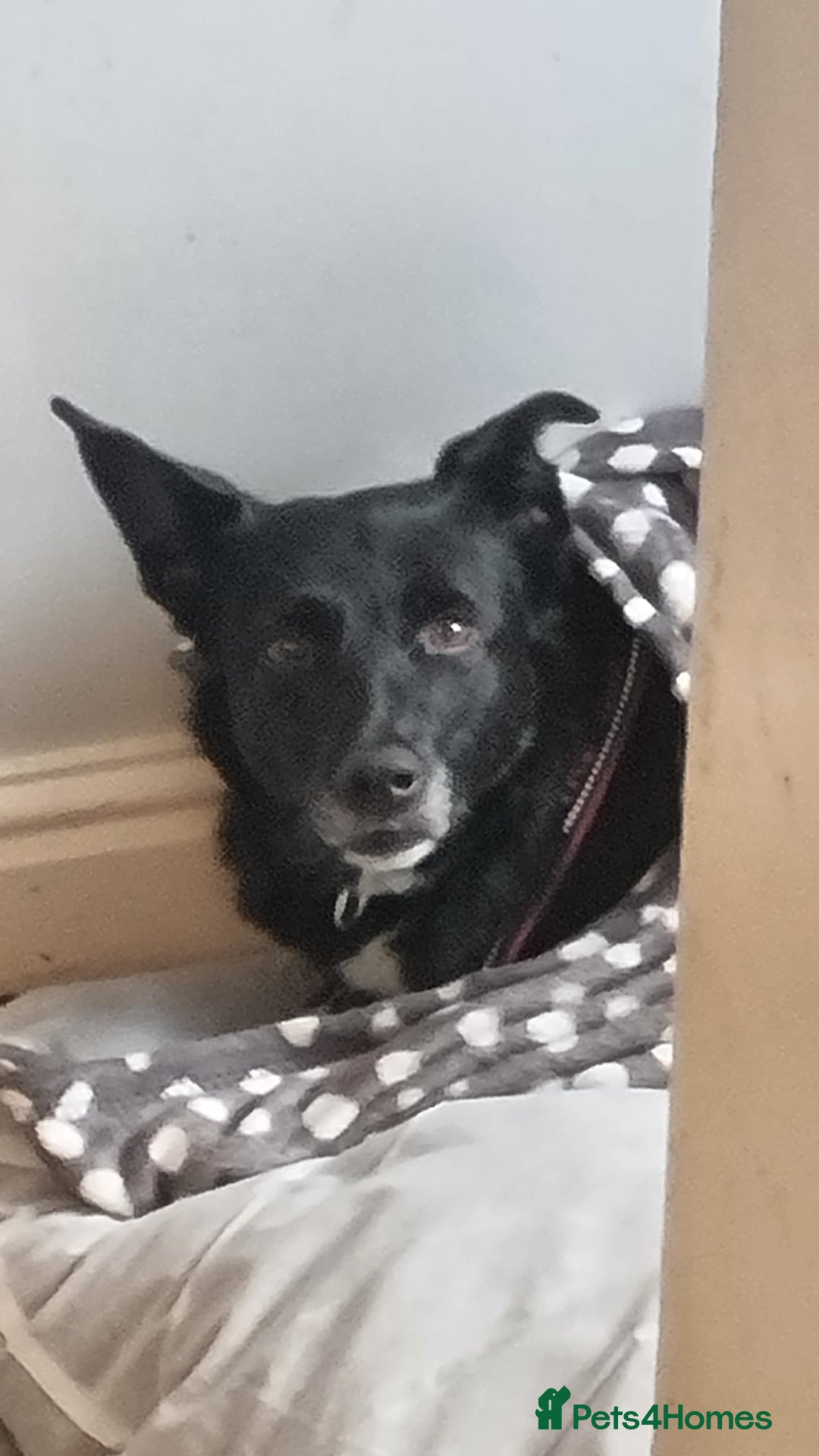 Mixed Breed dogs for adoption: ❤️Carmen — 3,5-4 years old small-to-medium girl❤️ - Advert 6