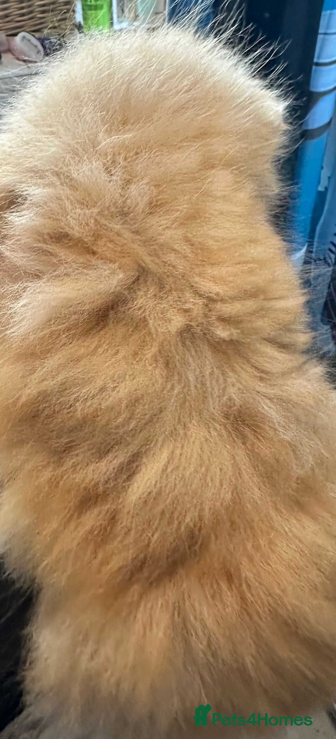 Maine Coon cats for sale: We have 4  sweet English Maine coon kittens❣️ - Advert 25