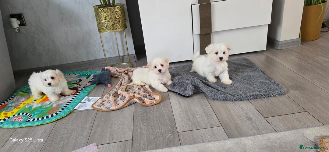 Maltese dogs for sale: Lovely Maltese Puppies - Image 17
