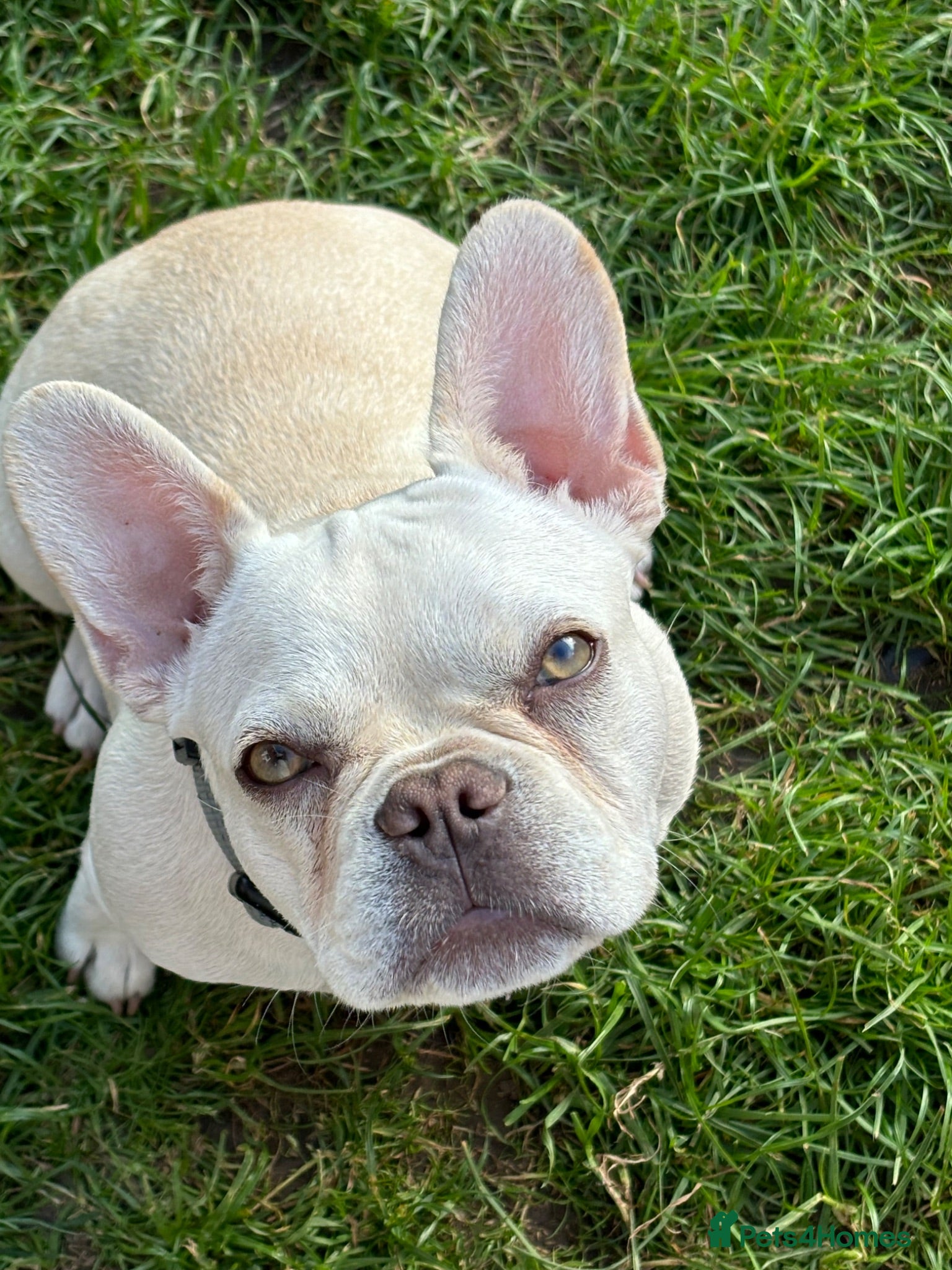 French Bulldog dogs Blondie 2 year old fenchie - Advert 7