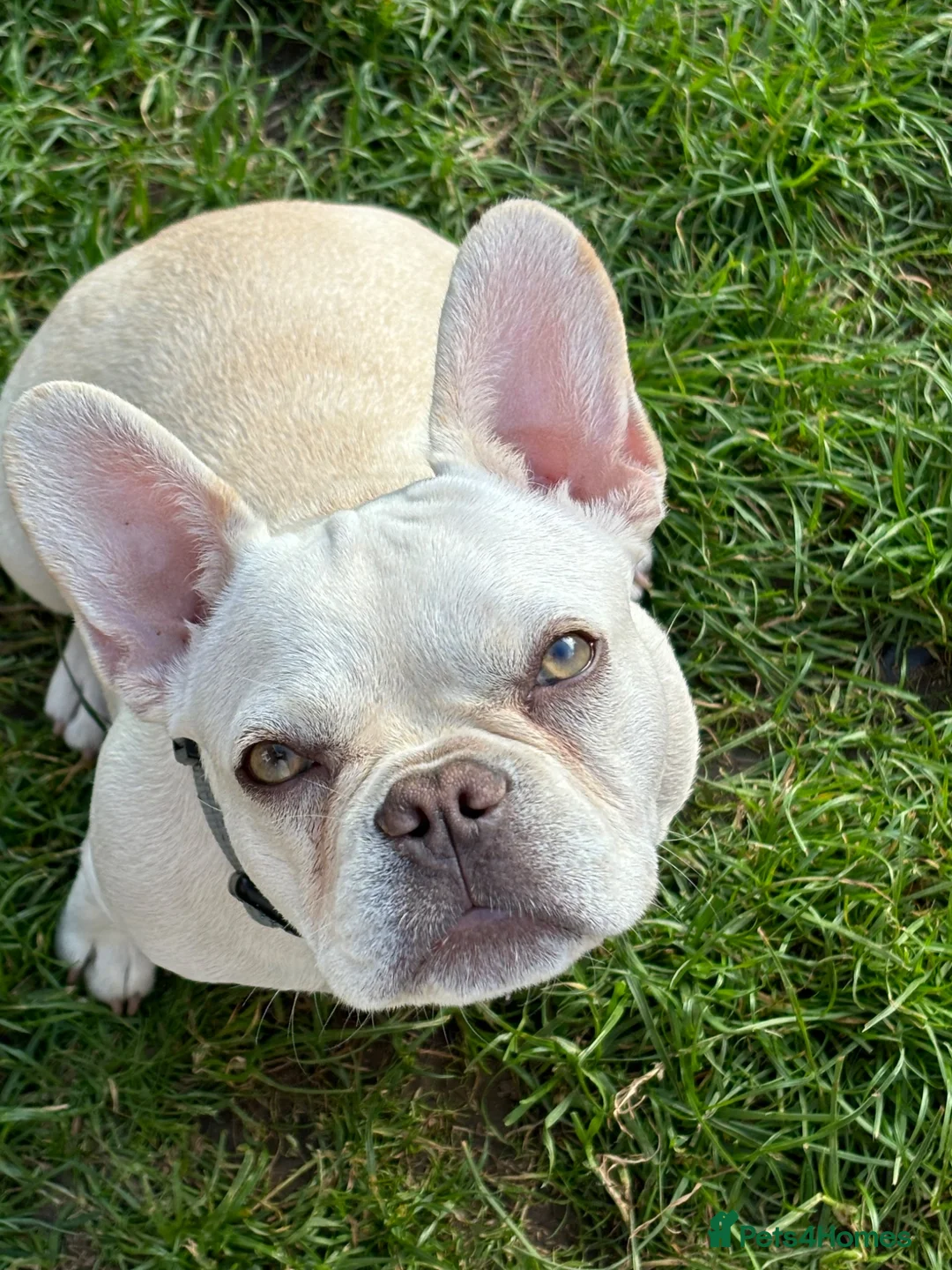 French Bulldog dogs for sale: Blondie 2 year old frenchie  - Advert 1