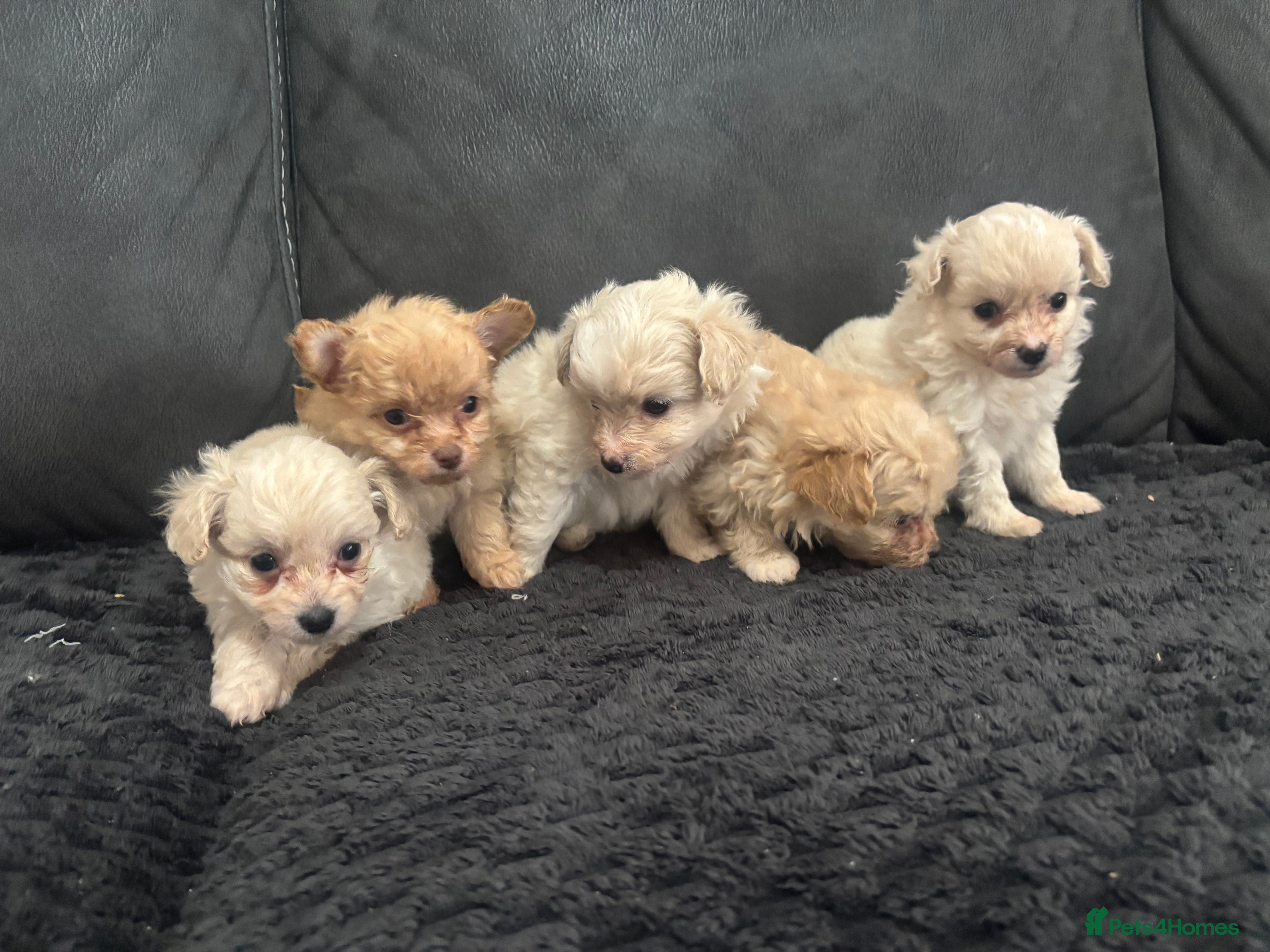 Pomapoo dogs Stunning Pomapoo puppies  - Advert 6