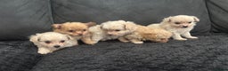 Pomapoo dogs for sale: Stunning Pomapoo puppies  - Advert 1