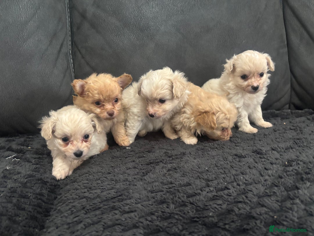Pomapoo dogs for sale: Stunning Pomapoo puppies  - Advert 1