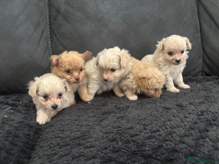 Pomapoo dogs Stunning Pomapoo puppies - Advert 3