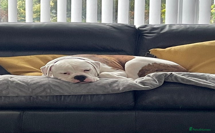 American Bulldog dogs - Advert 1