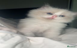 Ragdoll cats for sale: 😍 RARE BLUE LYNX POINT BICOLOR ENTIRE MALE 😍 - Image 2