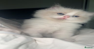 Ragdoll cats - Advert 7