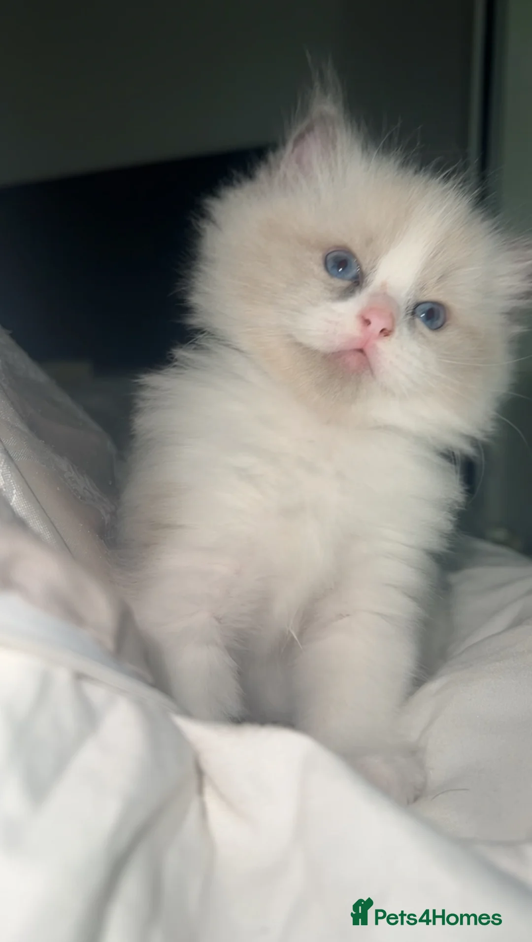 Ragdoll cats for sale: 😍 RARE BLUE LYNX POINT BICOLOR ENTIRE MALE 😍 - Advert 2