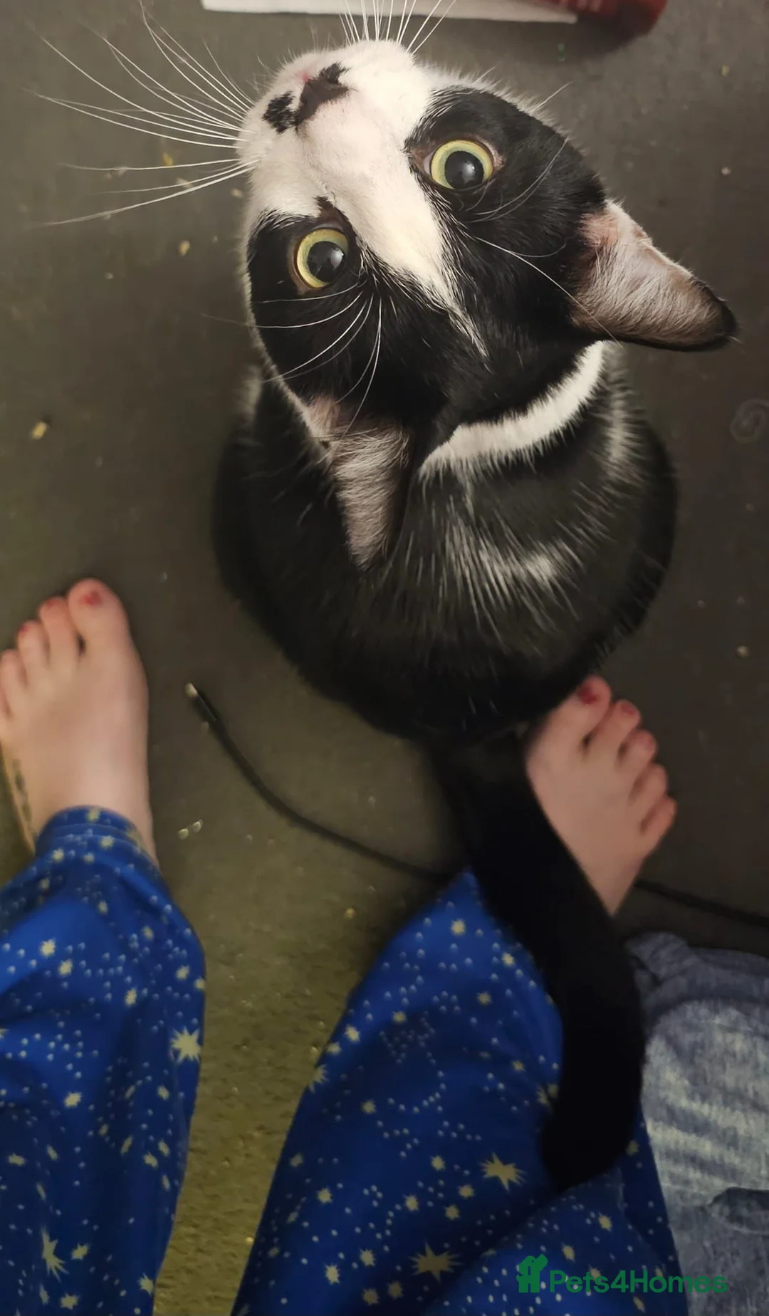 Mixed Breed cats for sale: Milo looking for new home  - Advert 9