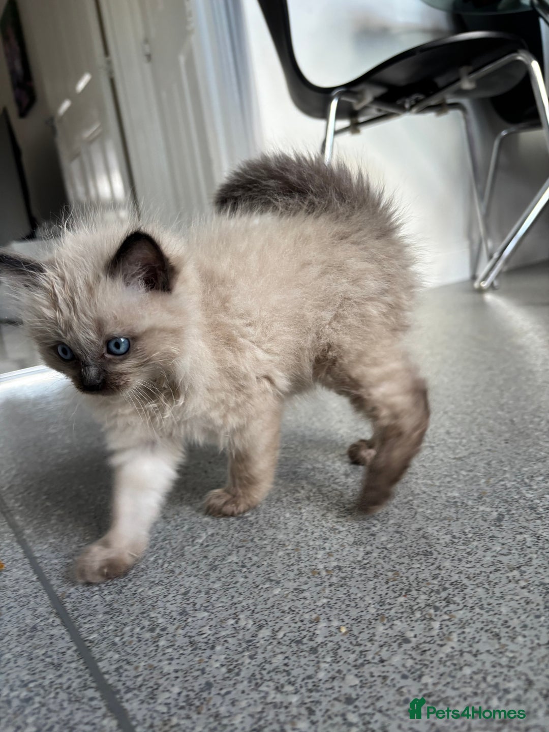 Ragdoll cats for sale: READY TO LEAVE Purebred ragdolls - Image 11