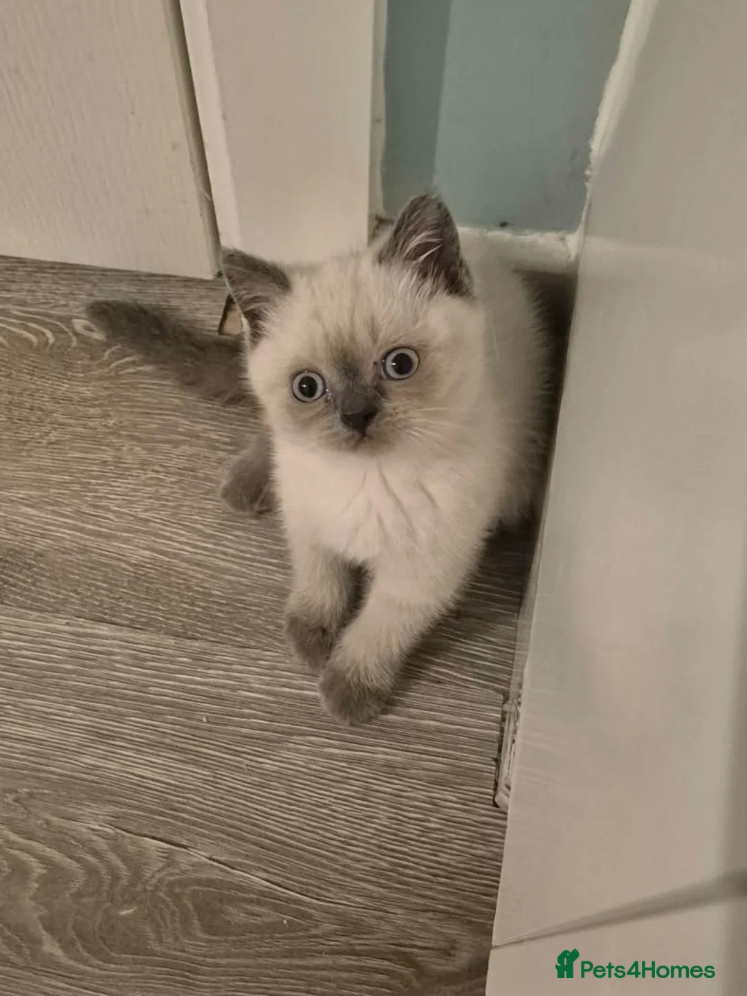 British Shorthair cats for sale: Ready Now! Beautiful BSH-Seal Point girl left! - Advert 2