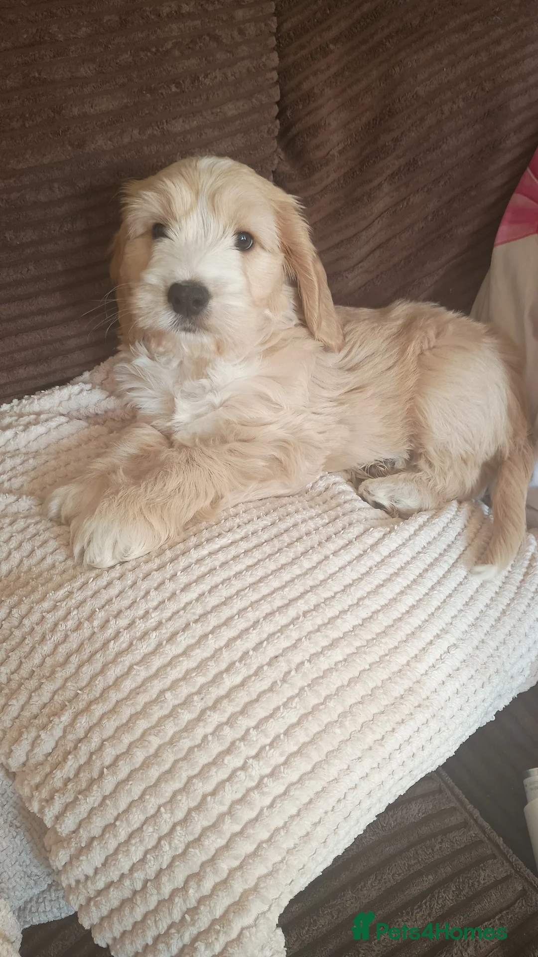 Mixed Breed dogs for sale: Cocker spaniel cross  - Advert 1
