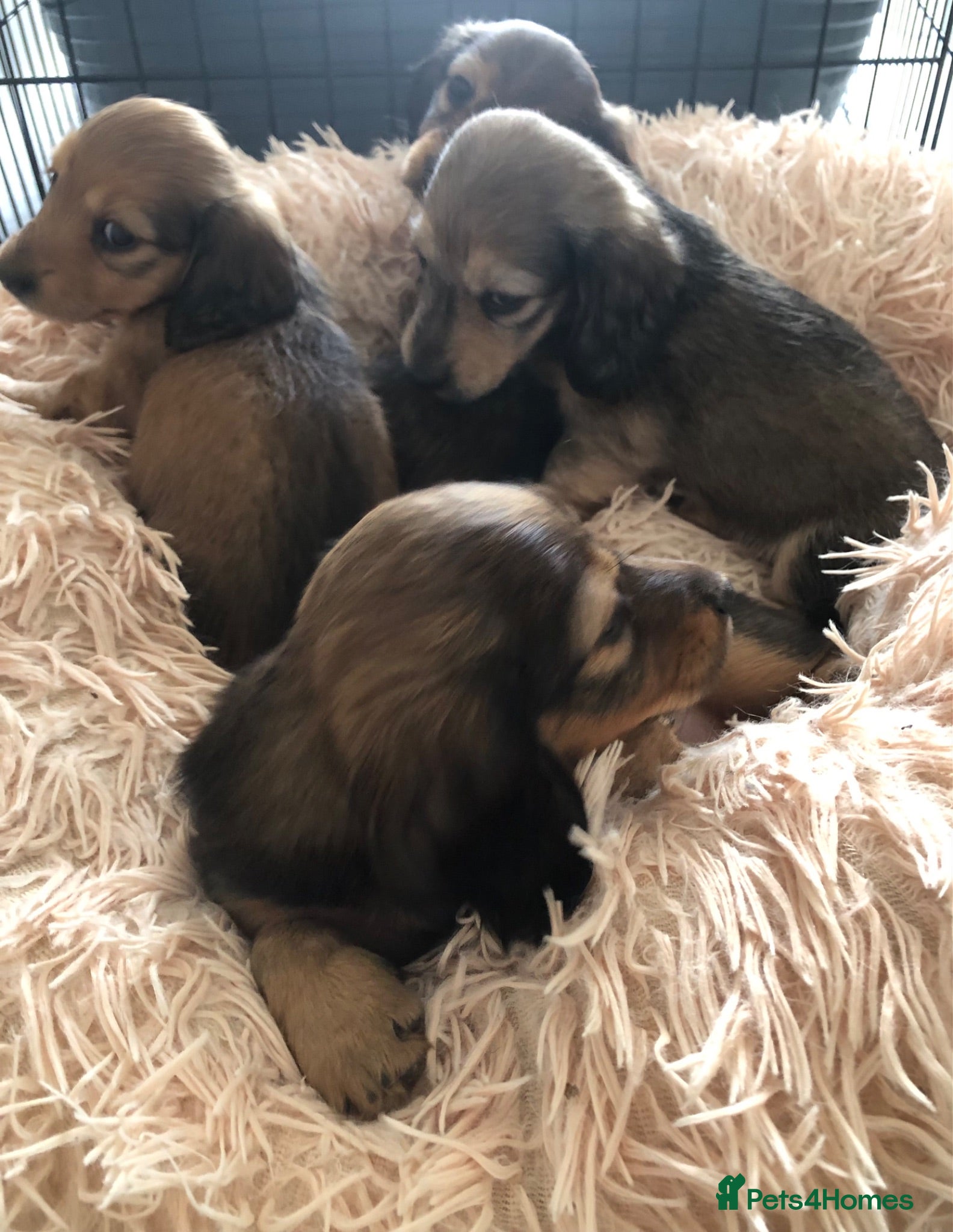 Miniature Dachshund dogs  K.C Reg Miniature Dachshunds L/H - Advert 9