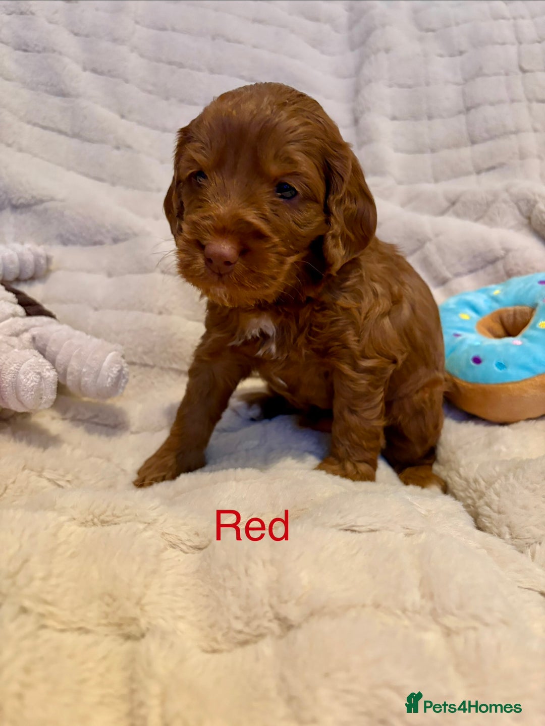 Cockapoo dogs for sale: Beautiful F2 Cockapoos - 5 boys left  - Advert 4