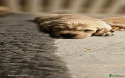 Golden Retriever dogs for sale: Beautiful chunky cream/golden retrievers  - Image 13