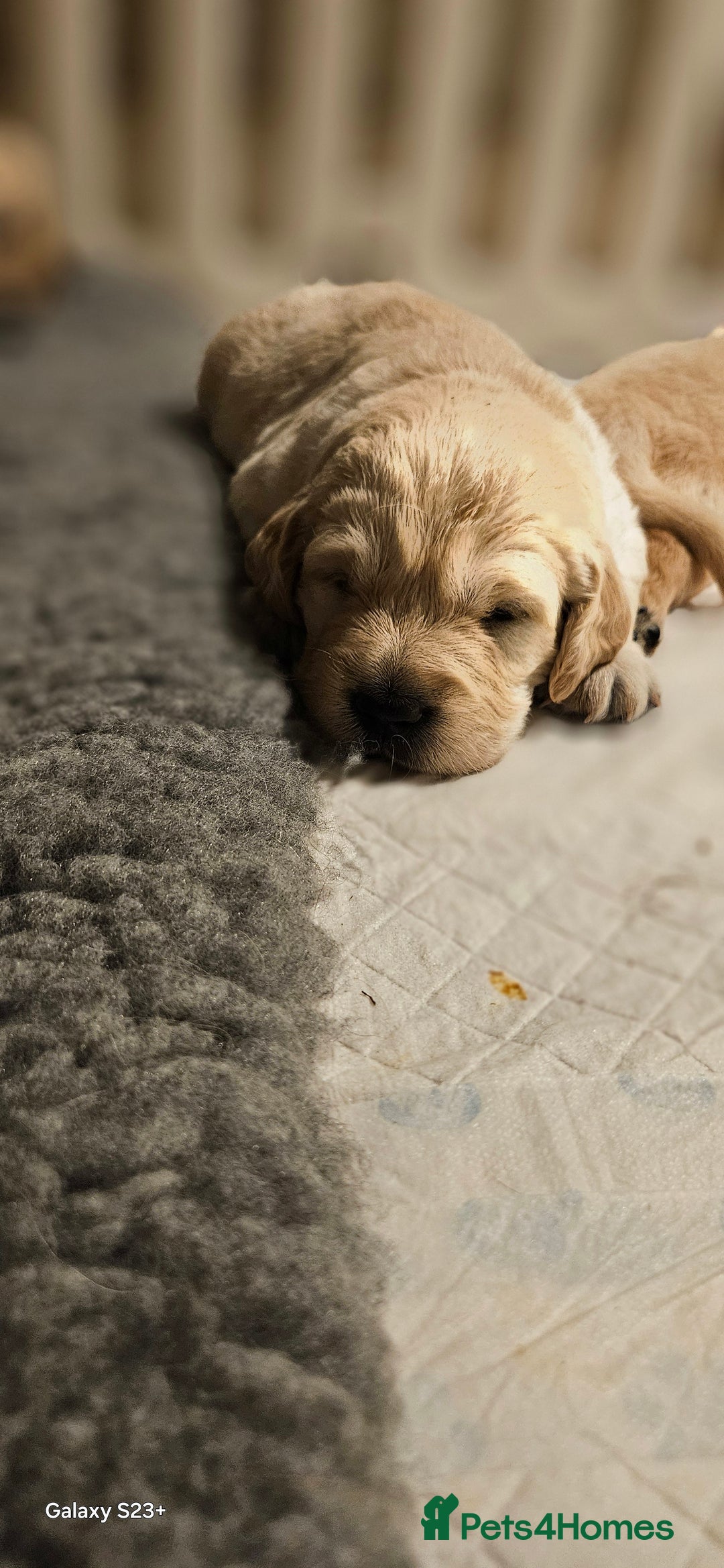 Golden Retriever dogs for sale: Beautiful chunky cream/golden retrievers  - Image 13