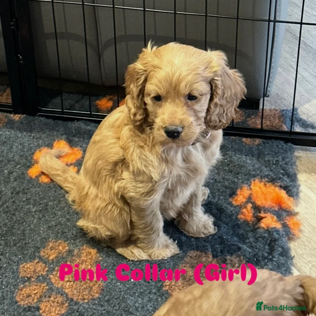 Cockapoo dogs for sale: F1 COCKAPOO PUPPIES - Advert 9