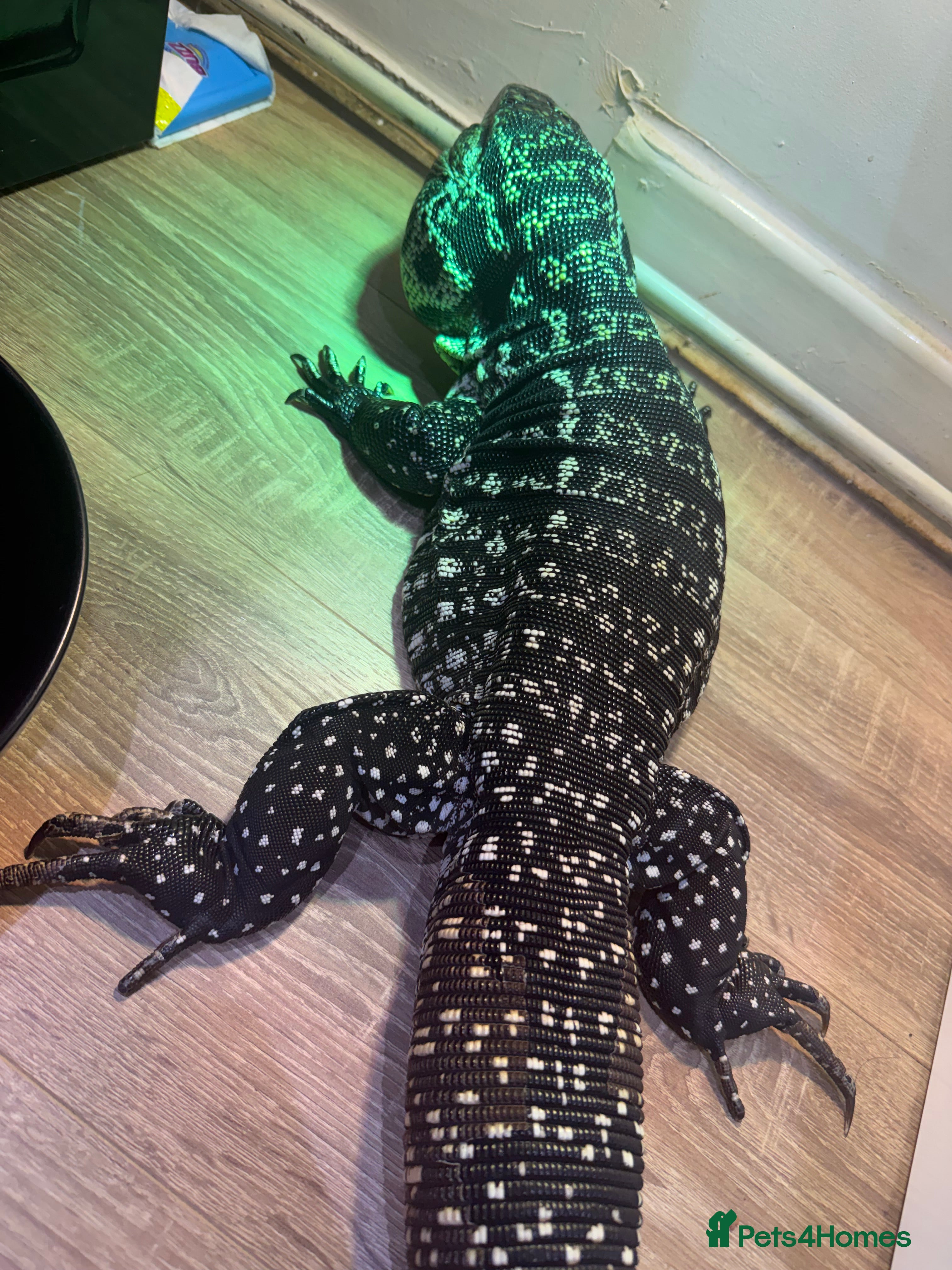 Lizard reptiles Black and black Tegu in Thetford - Advert 2