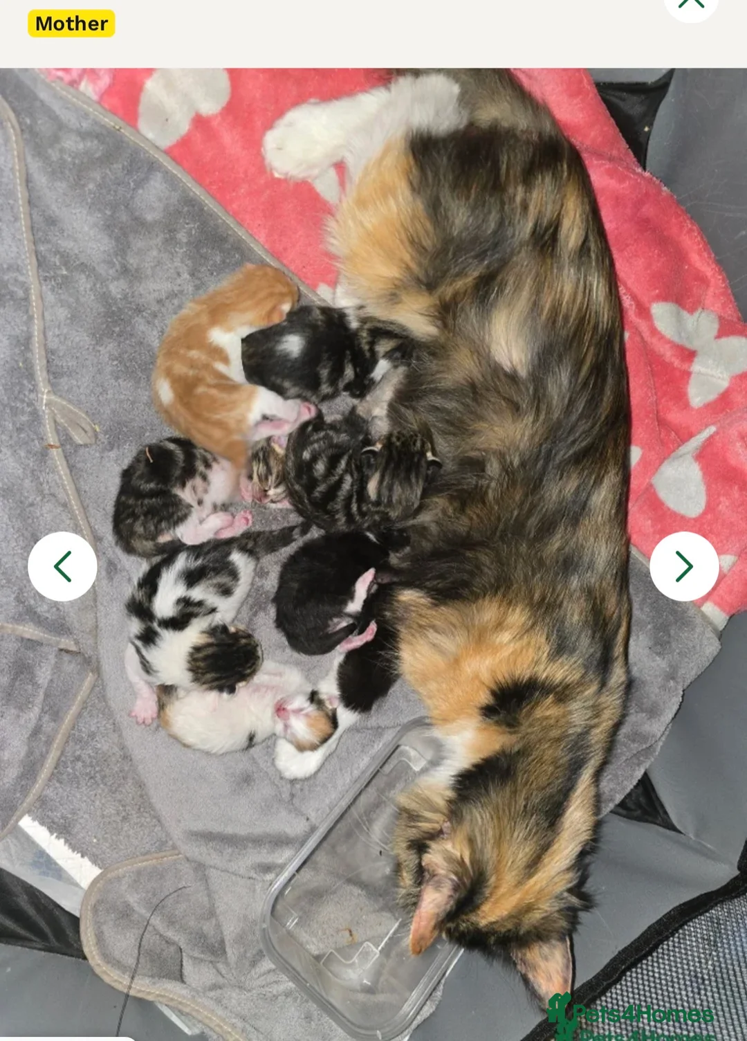 Mixed Breed cats for sale: Tabby cat for sale ready for caring household in Nelson - Advert 2