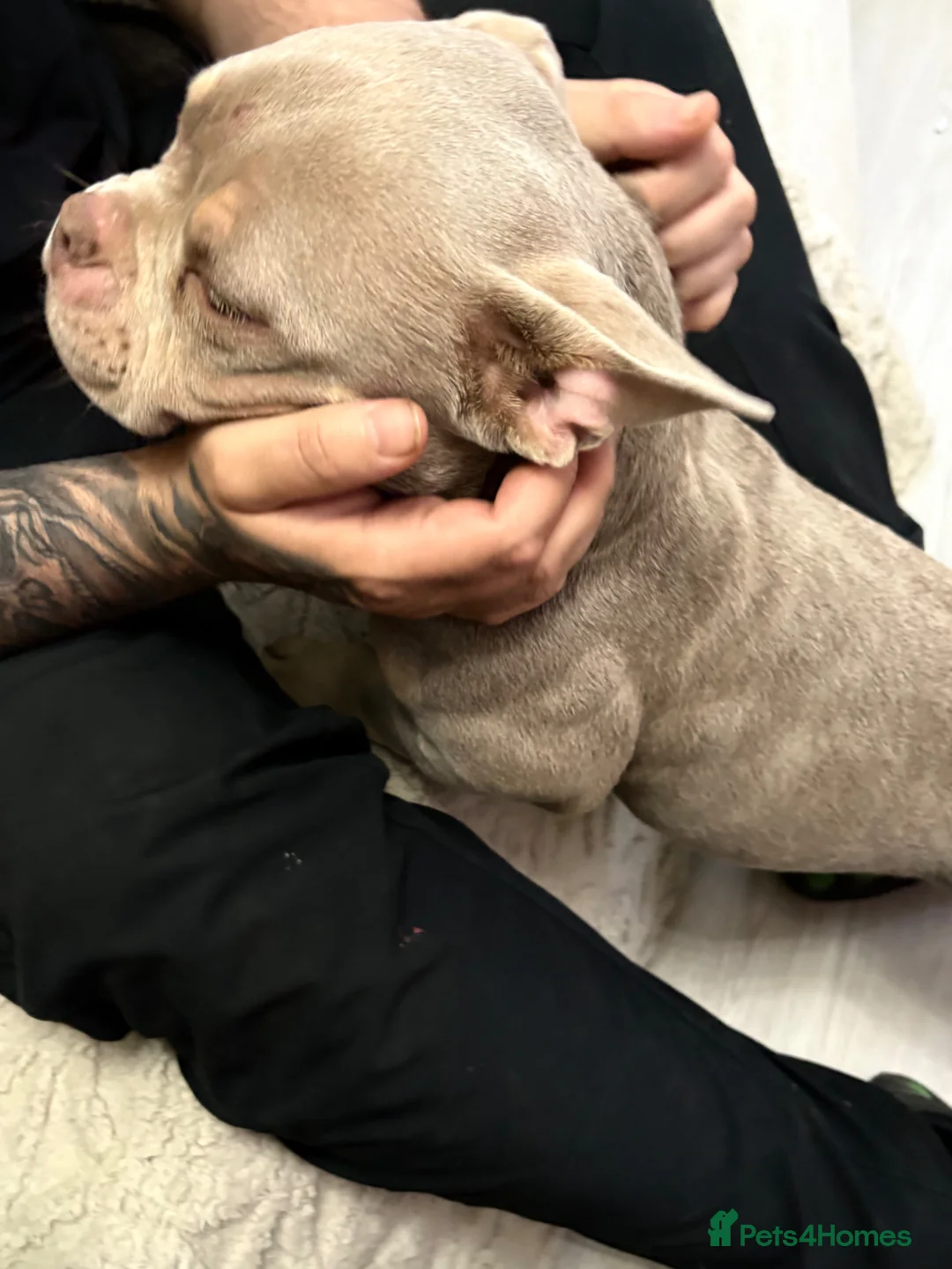 American Bully dogs for sale: Micro pocket bully pup - Advert 2