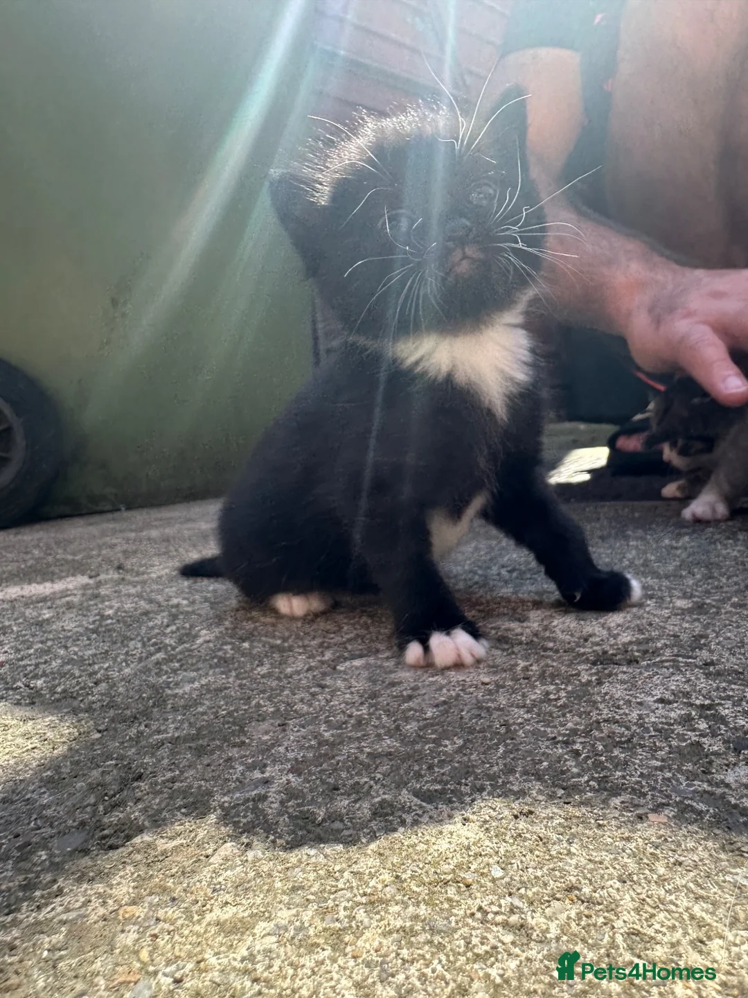 British Shorthair cats for sale: Beautiful Kittens Ready for Loving Homes - Advert 1