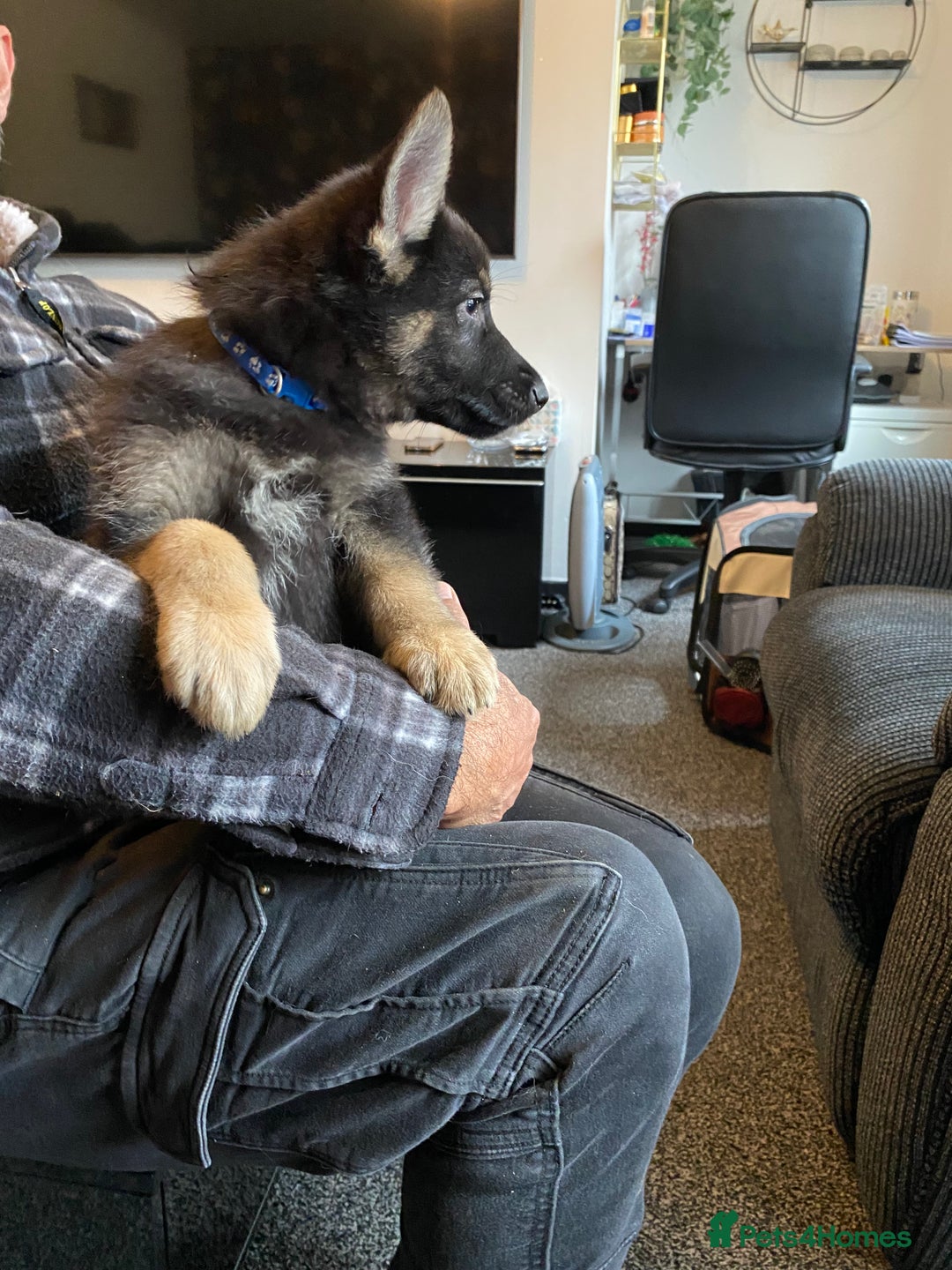German Shepherd dogs for sale: Gorgeous German Shepherd puppies - Image 8