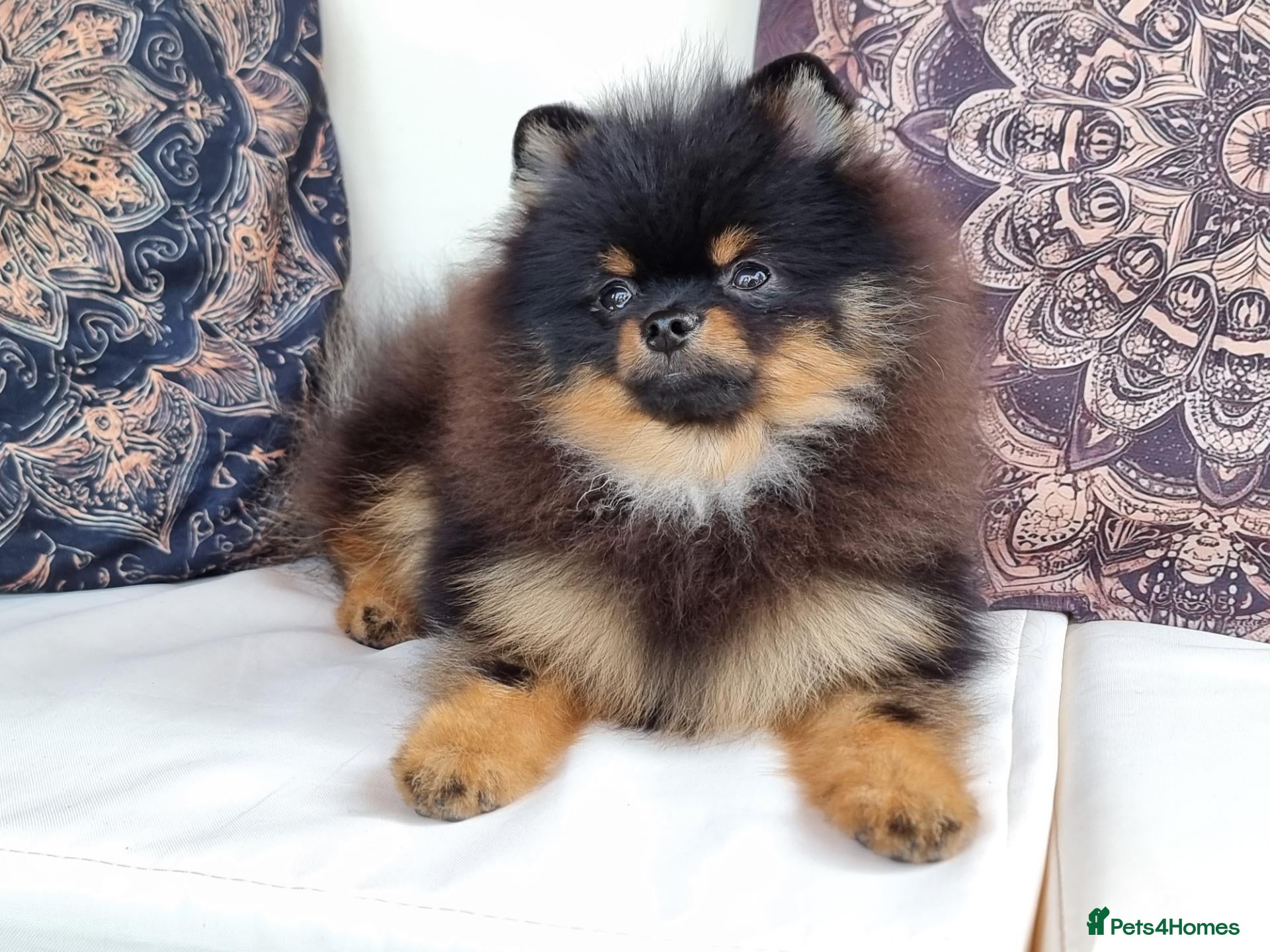 Pomeranian dogs THE LAST ONE luxury Pomeranian Puppy for sale!!! - Advert 4