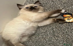 Ragdoll cats for sale: GCCF Ragdoll boy kittens - Advert 23