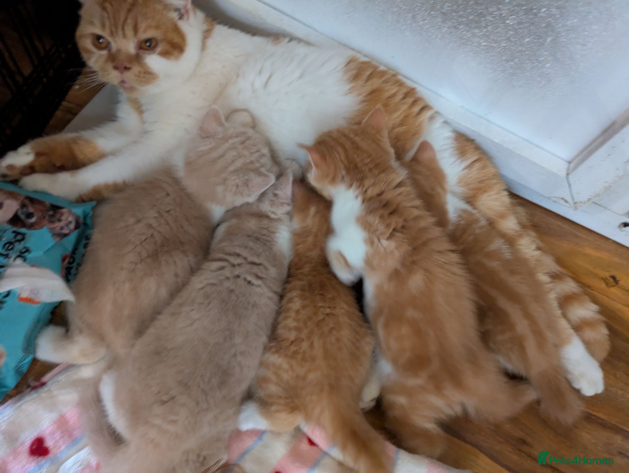 British Shorthair cats Gorgeous British shorthair kittens  - Advert 2