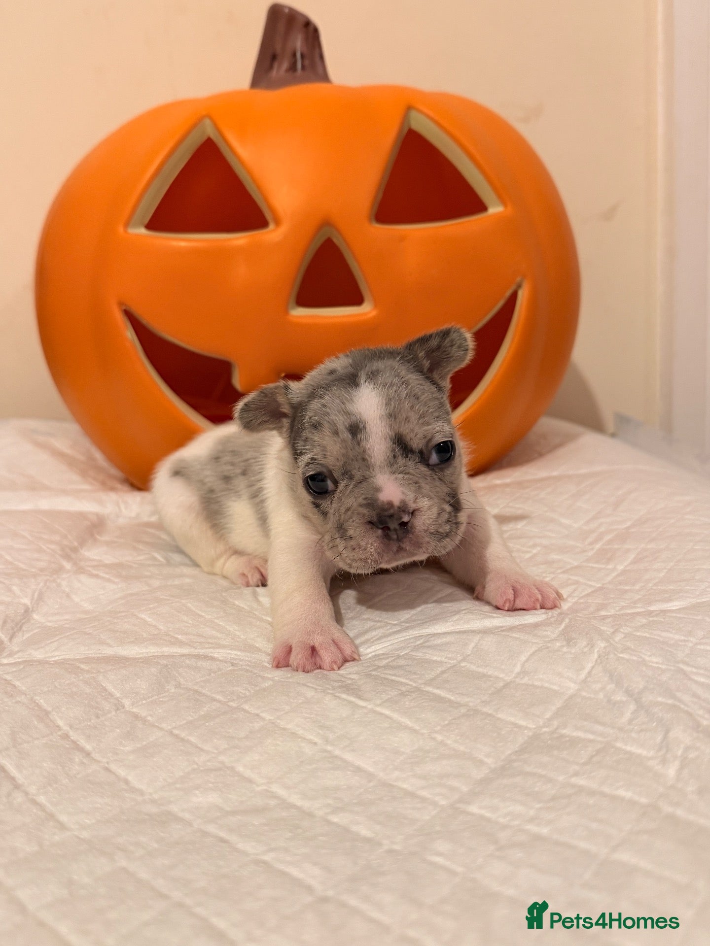 French Bulldog dogs for sale: 🌟Exceptional KC Reg French Bulldog Puppies🌟 - Advert 9