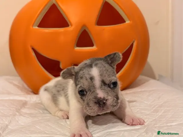 French Bulldog dogs for sale: 🌟Exceptional KC Reg French Bulldog Puppies🌟 - Advert 9