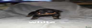 Rottweiler white Puppy 