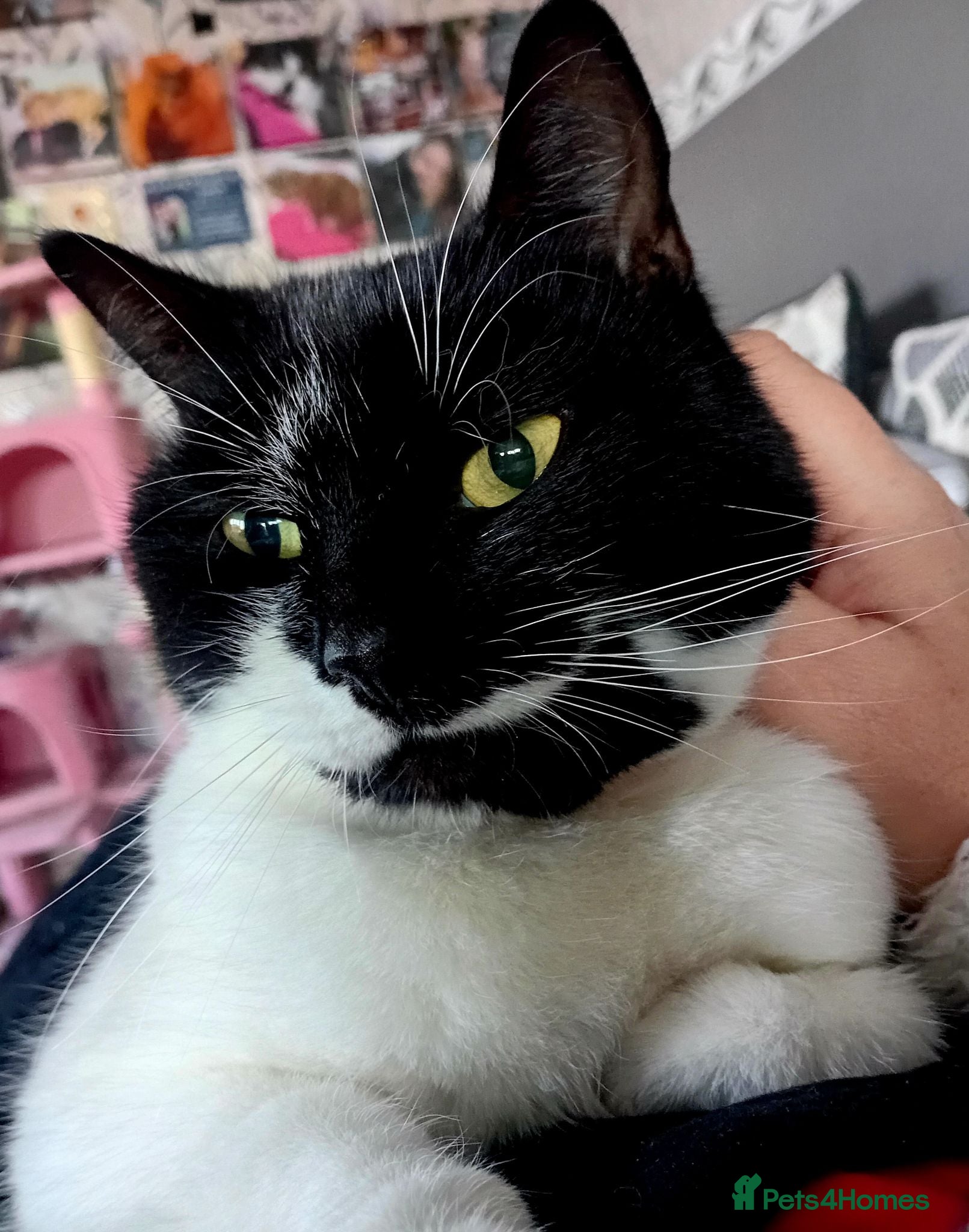 Mixed Breed cats Beautiful Girl Looking for Her Forever Home - Advert 1