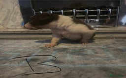 Border Collie dogs for sale: Border collie puppies - Image 18