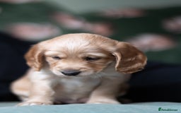 Cockapoo dogs for sale: UNIQUE SABLE BOY READY TO GO ✨ - Image 16