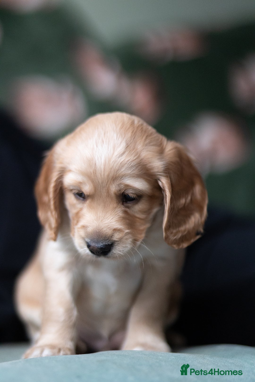 Cockapoo dogs for sale: UNIQUE SABLE BOY READY TO GO ✨ - Image 16