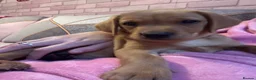 Labrador Retriever dogs for sale: Beautiful female Labrador puppy - last one left - Advert 8